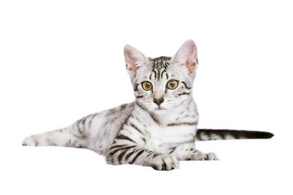Mau Egyptien (Egyptian Mau)